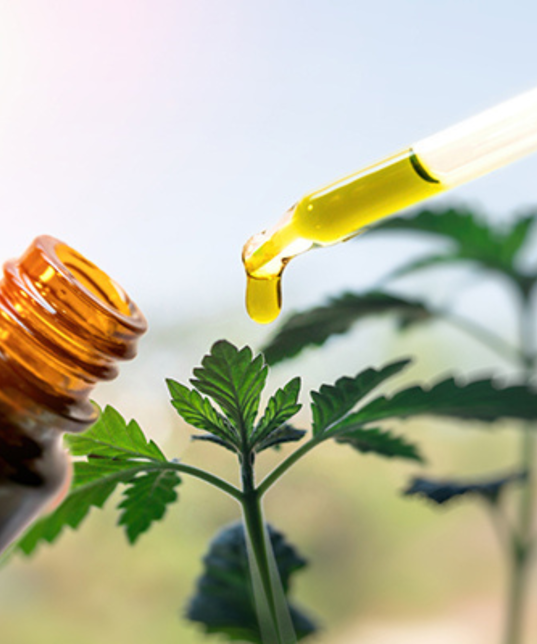 CBD - What you need to know